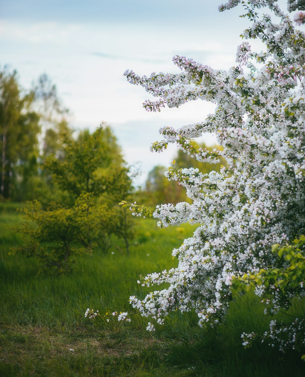 un arbusto con flores blancas en una zona cubierta de hierba