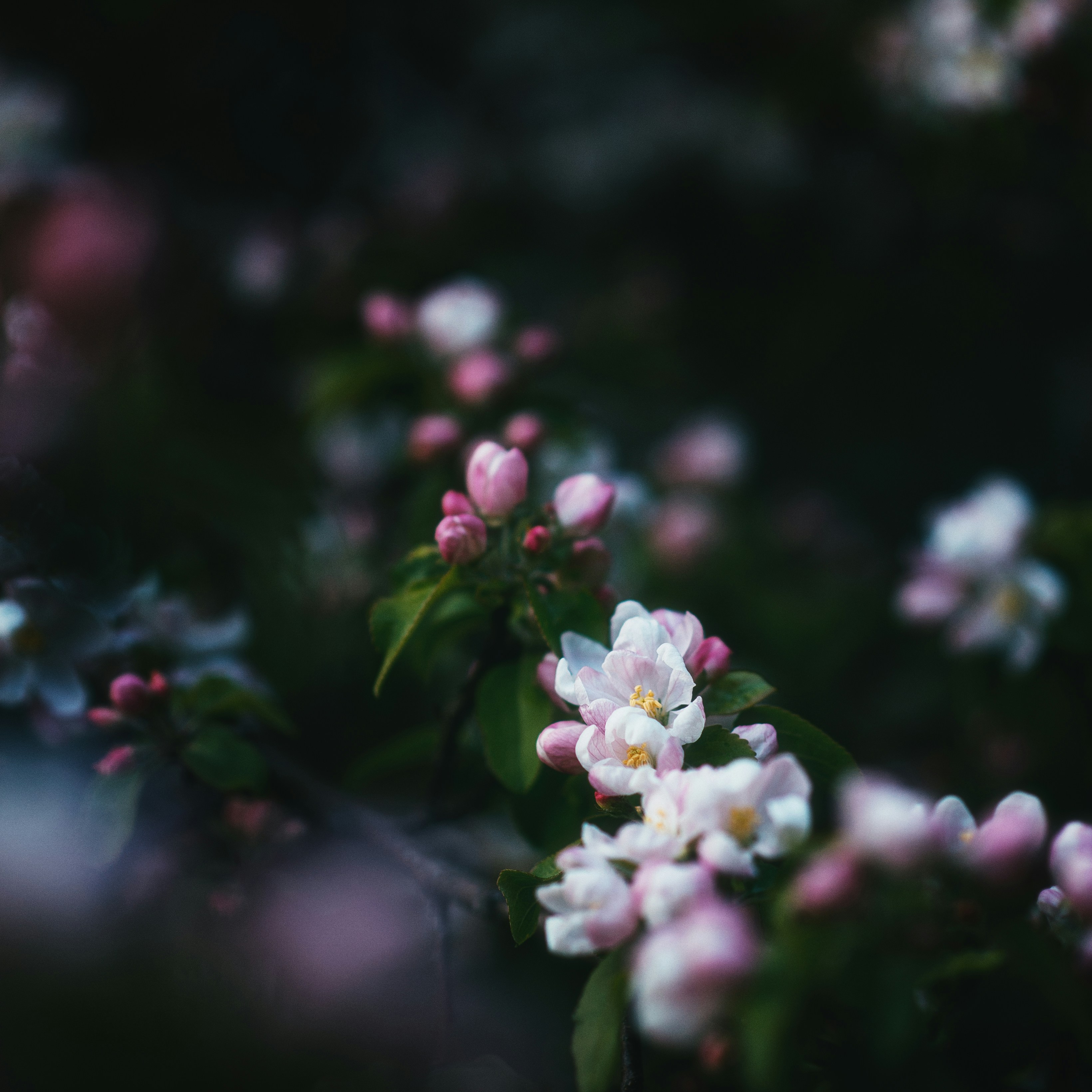 Photo by evil_bumblebee