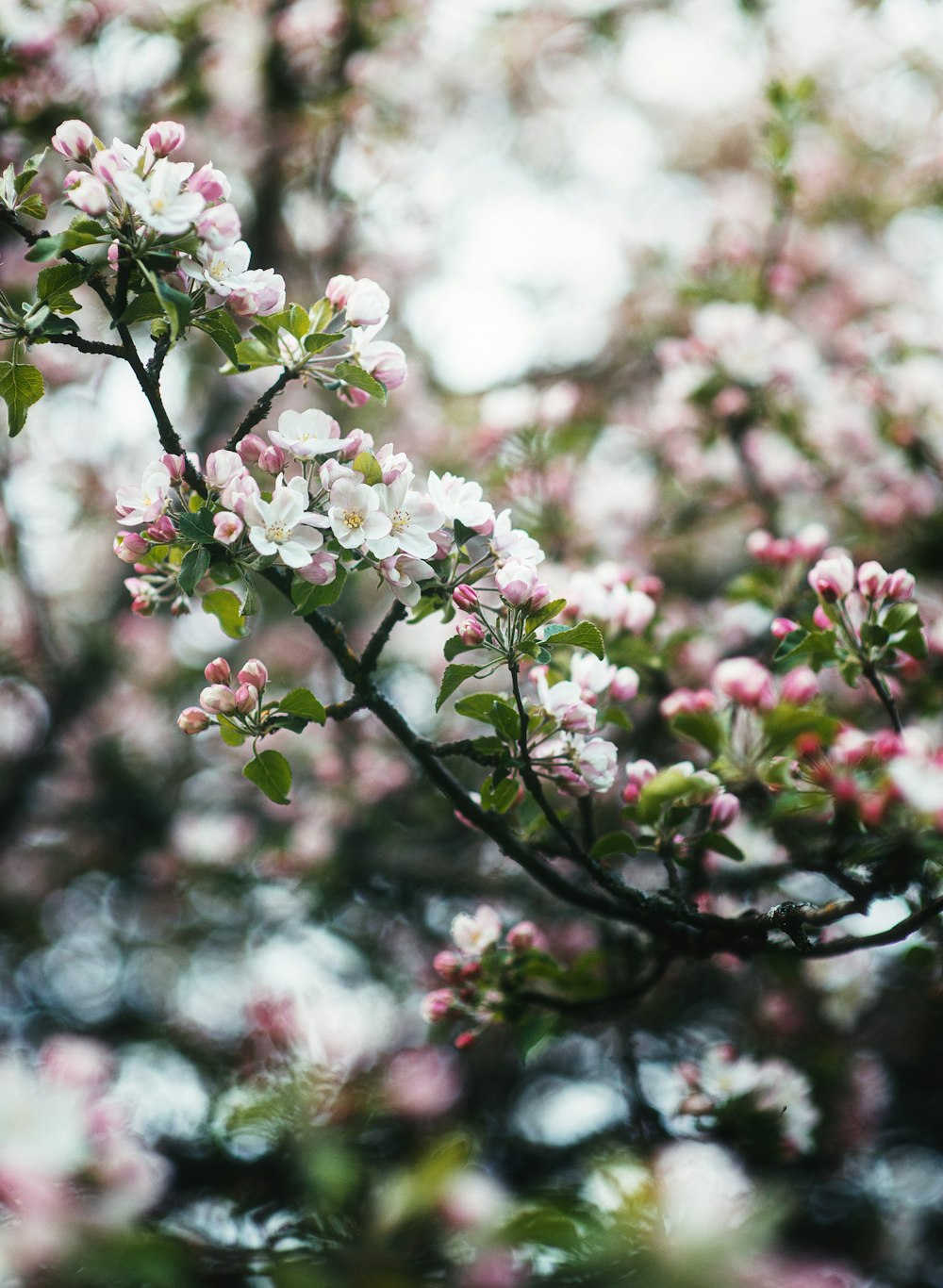 a close up of a tree with pink and white flowers