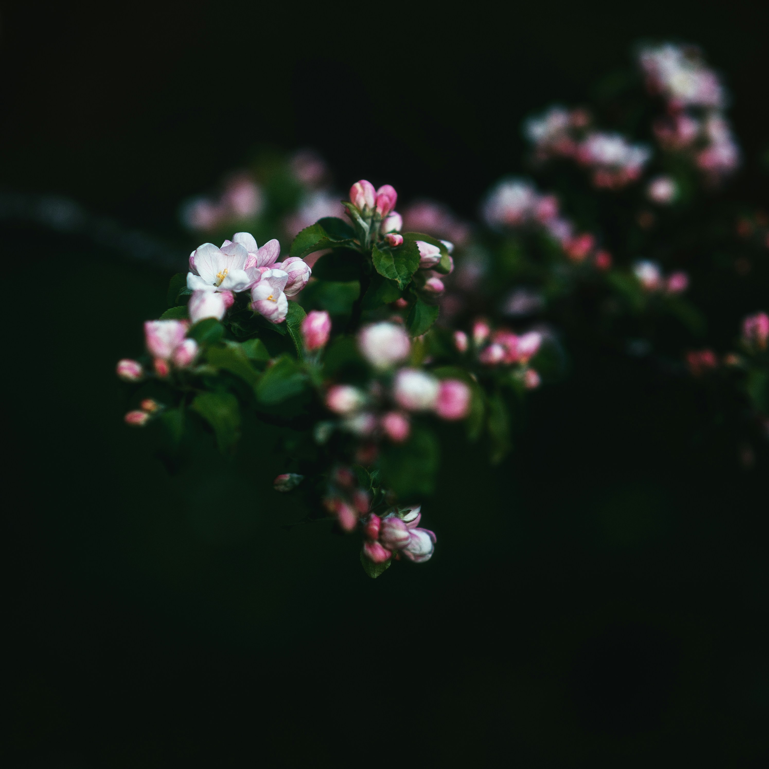 Photo by evil_bumblebee