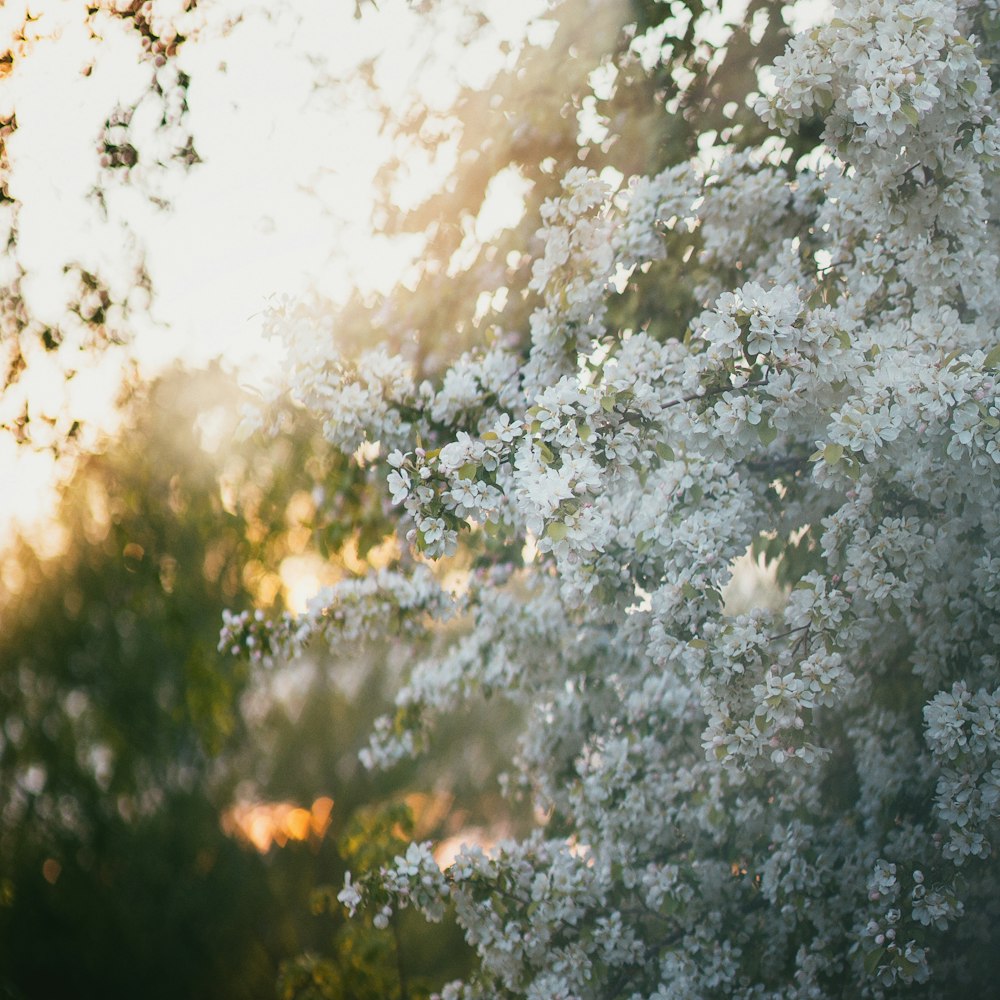a tree with white flowers in the sunlight
