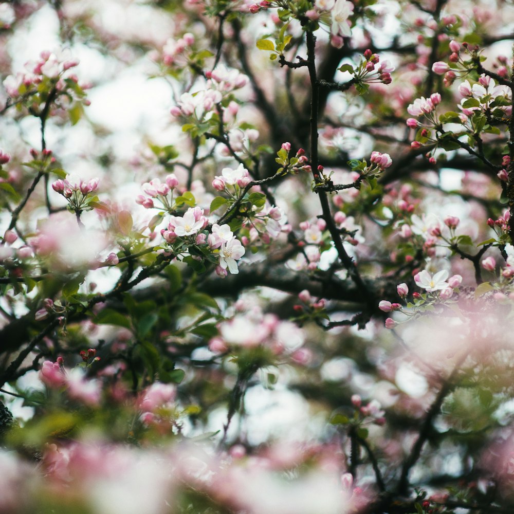 a tree filled with lots of pink flowers