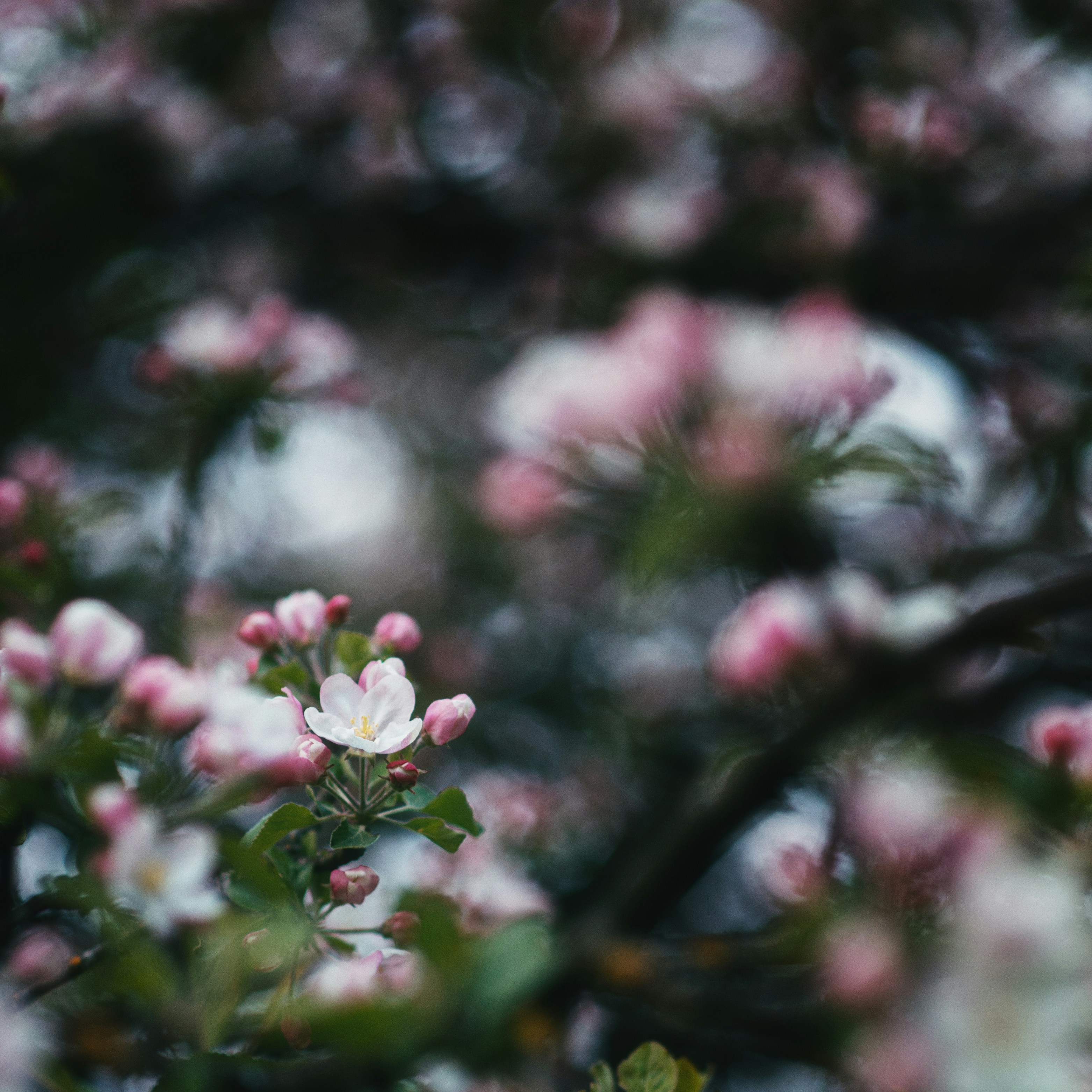 Photo by evil_bumblebee