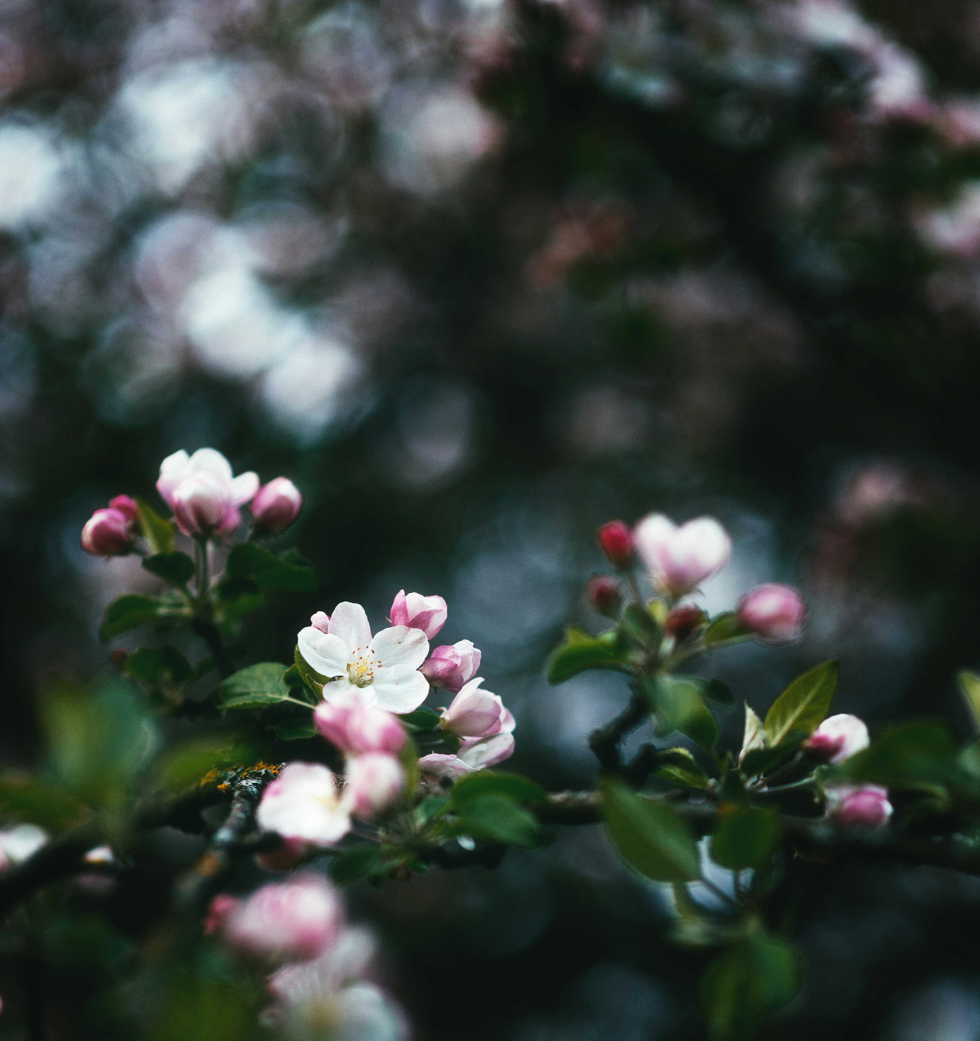 Photo by evil_bumblebee