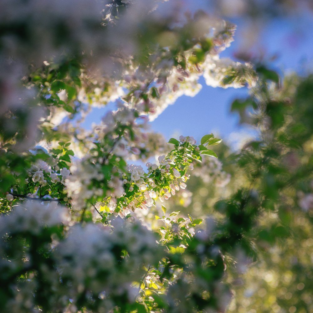 a blurry photo of a tree with white flowers