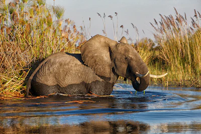 an elephant standing in a body of water