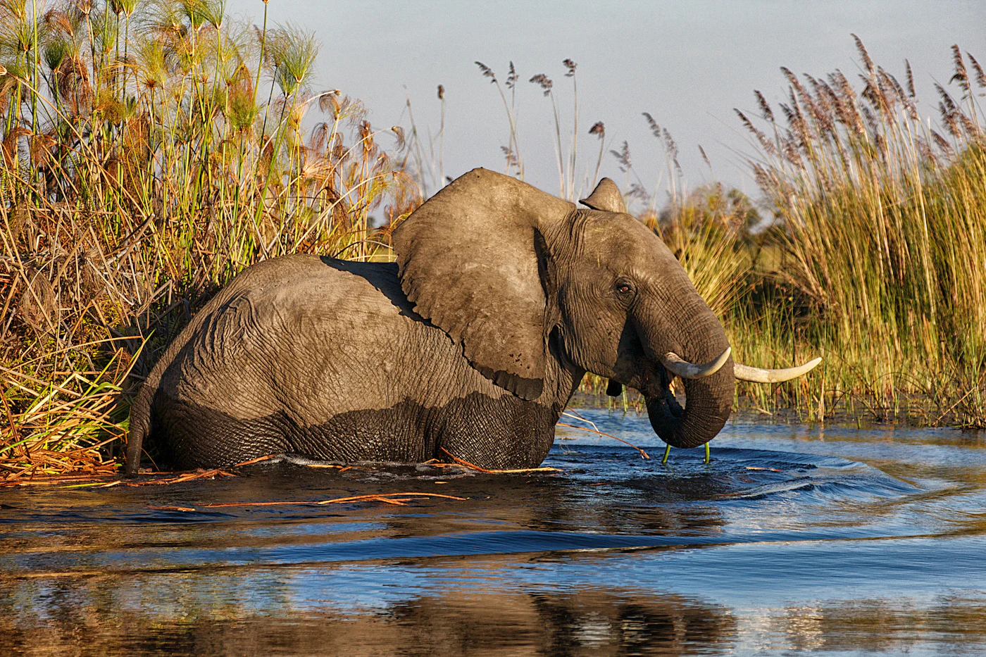 Luftaufnahme der verzweigten Wasserkanäle und Inseln des Okavango-Deltas