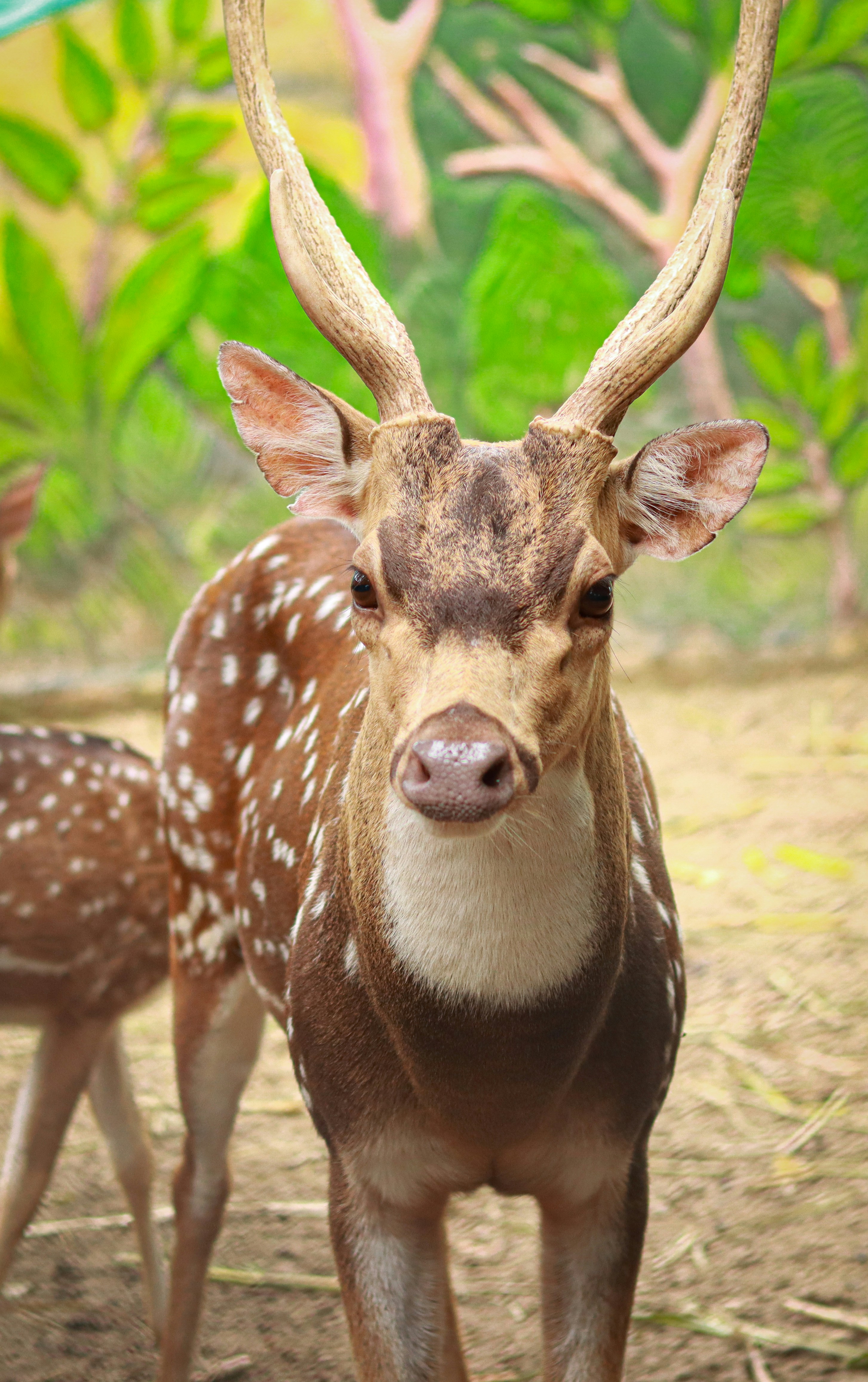 Un jeune cerf debout à côté d’un cerf adulte photo Photo Animal Gratuite sur Unsplash
