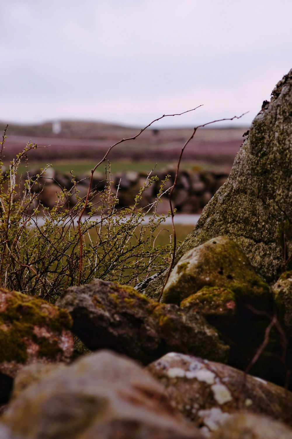 a bunch of rocks and plants in a field