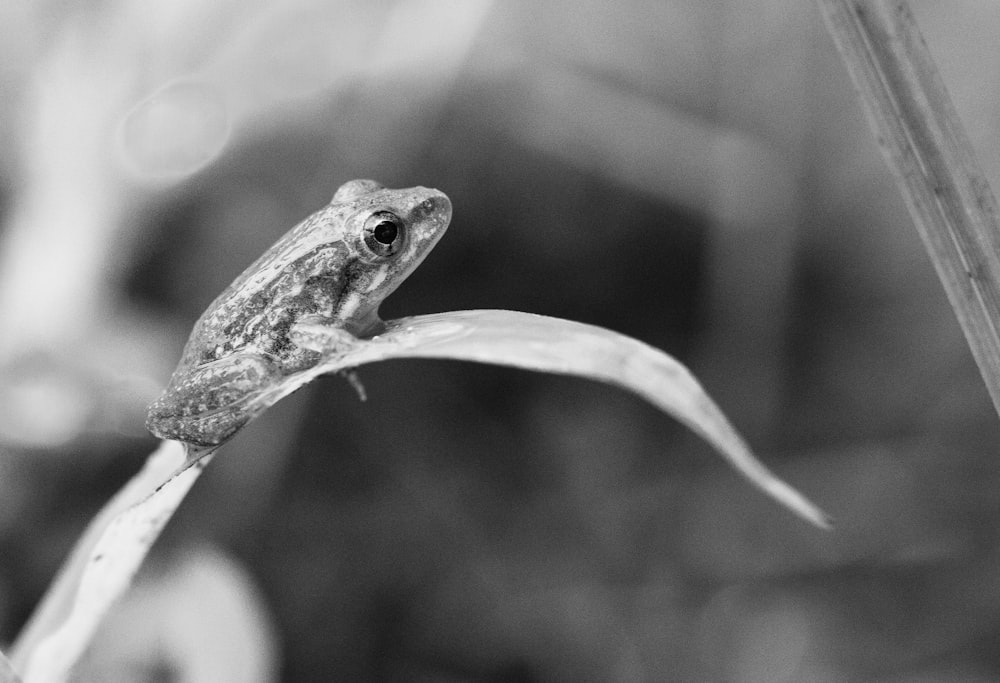 a frog sitting on top of a leaf