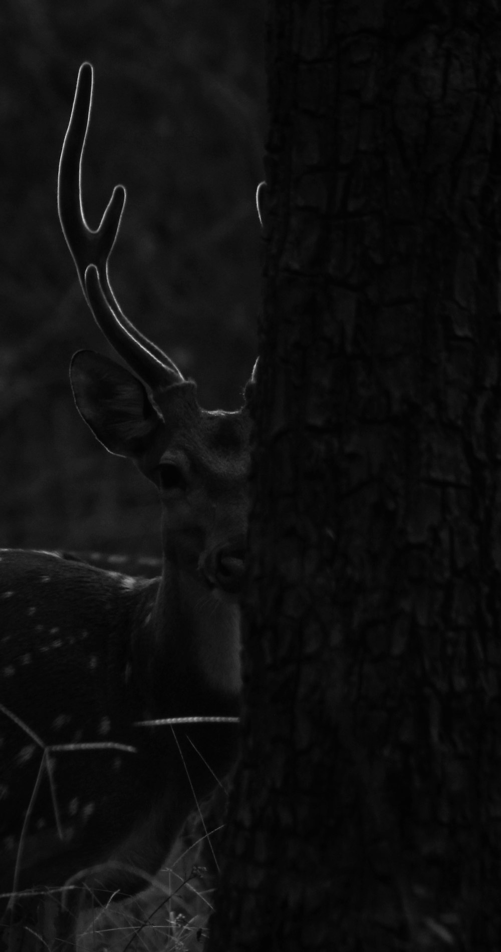 a deer standing next to a tree in a forest