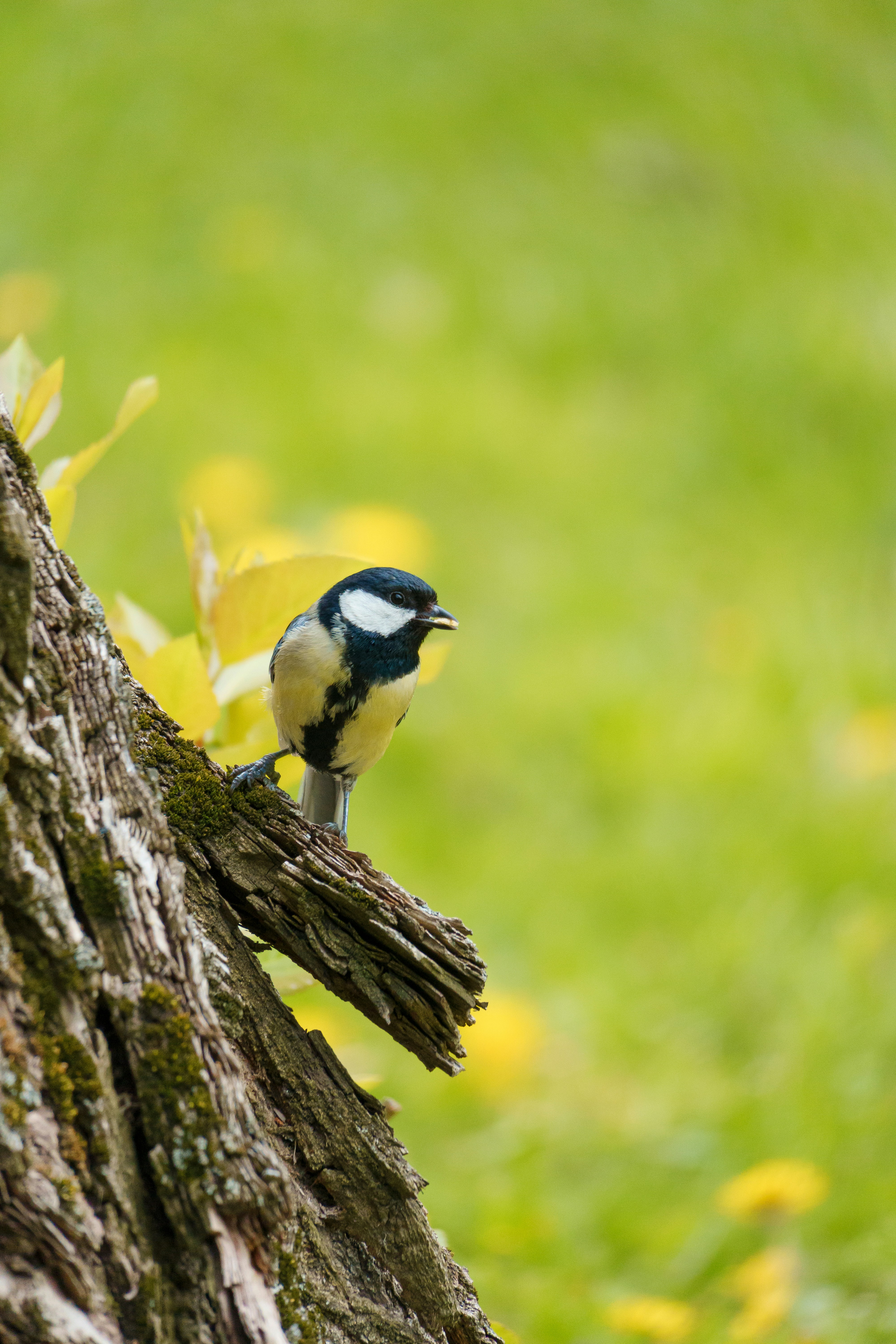 A blue and white bird perched on a tree branch photo Free Bird Image