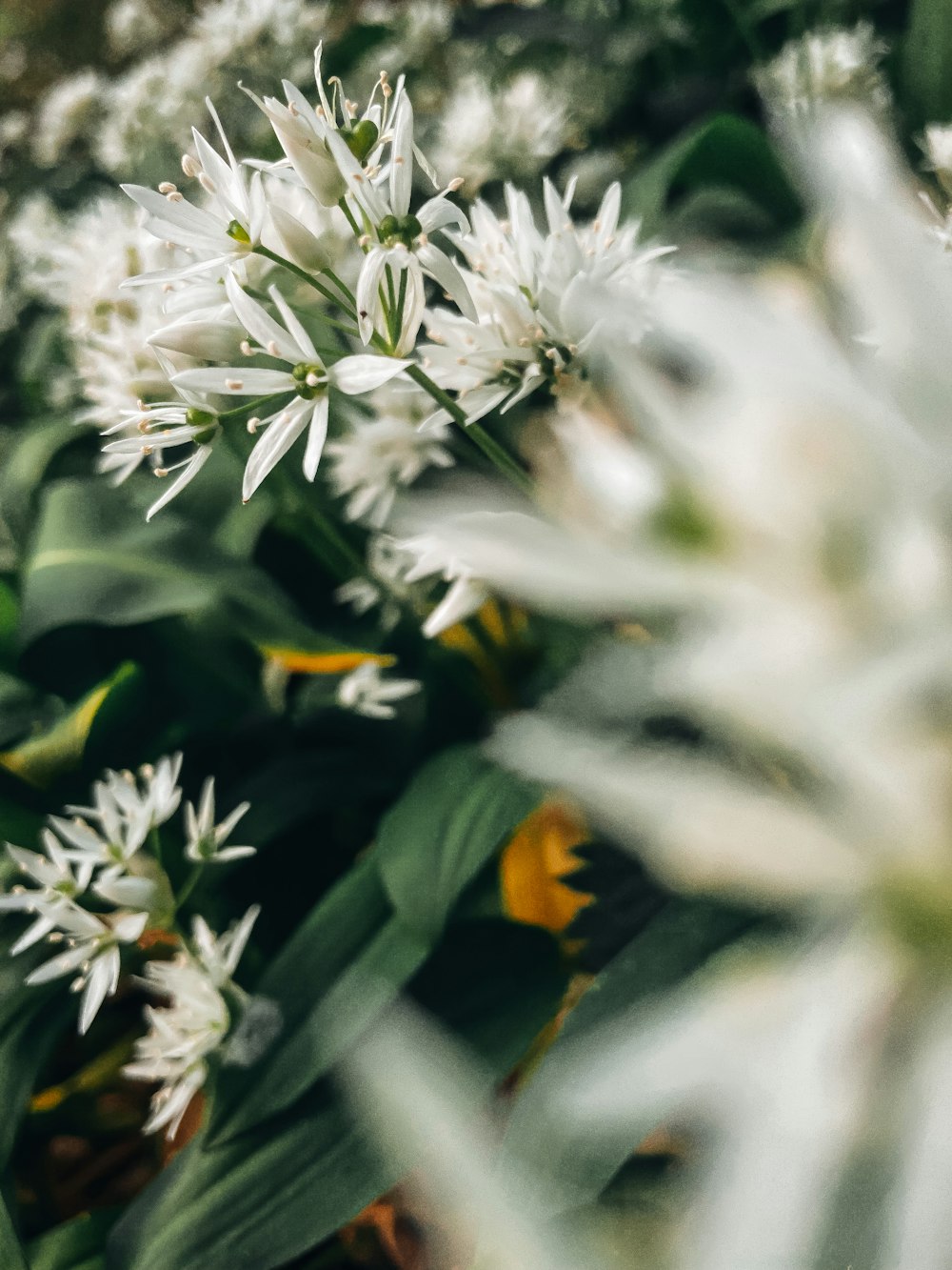 a bunch of white flowers in a field