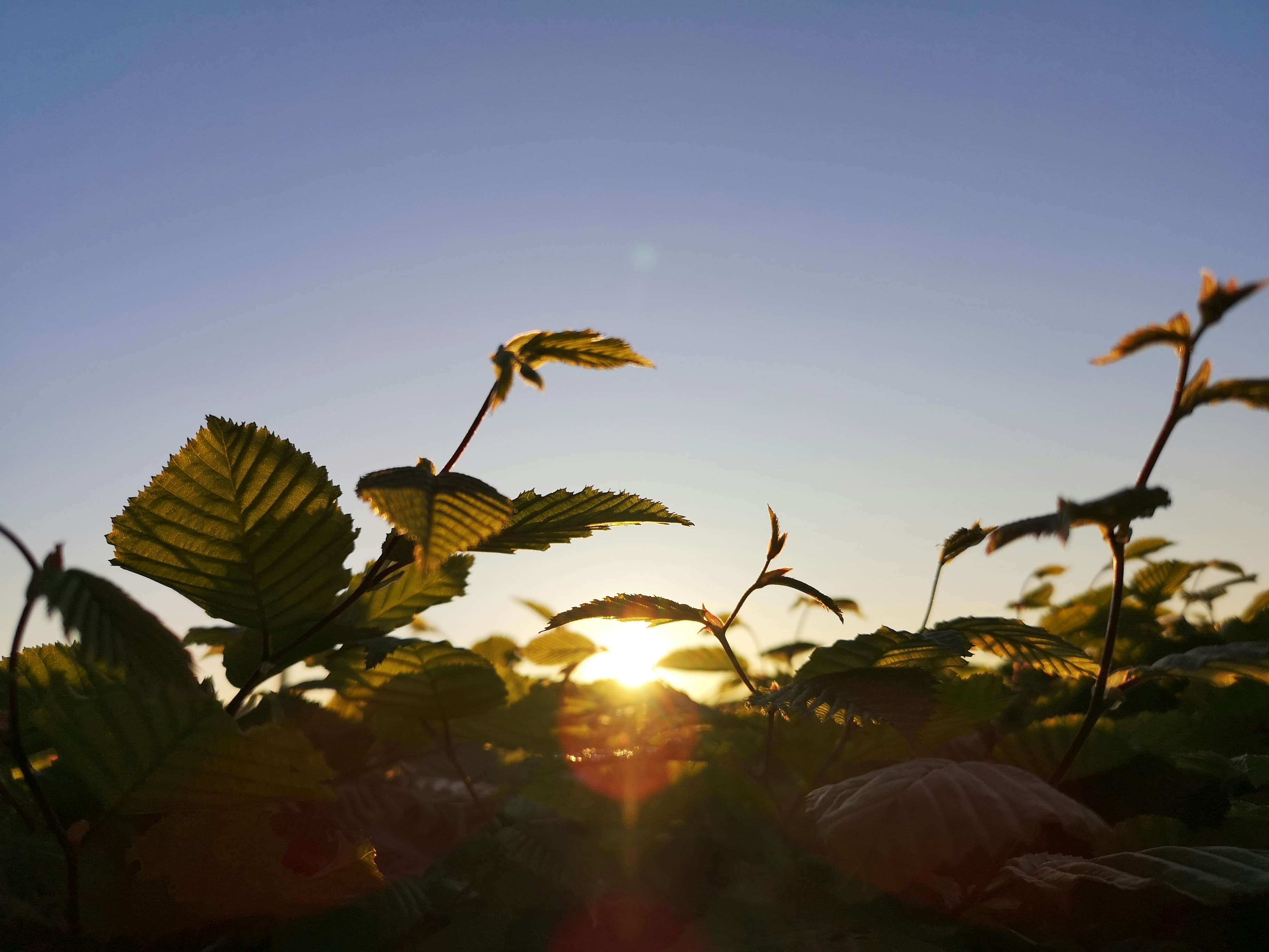 the sun is shining through the leaves of a plant