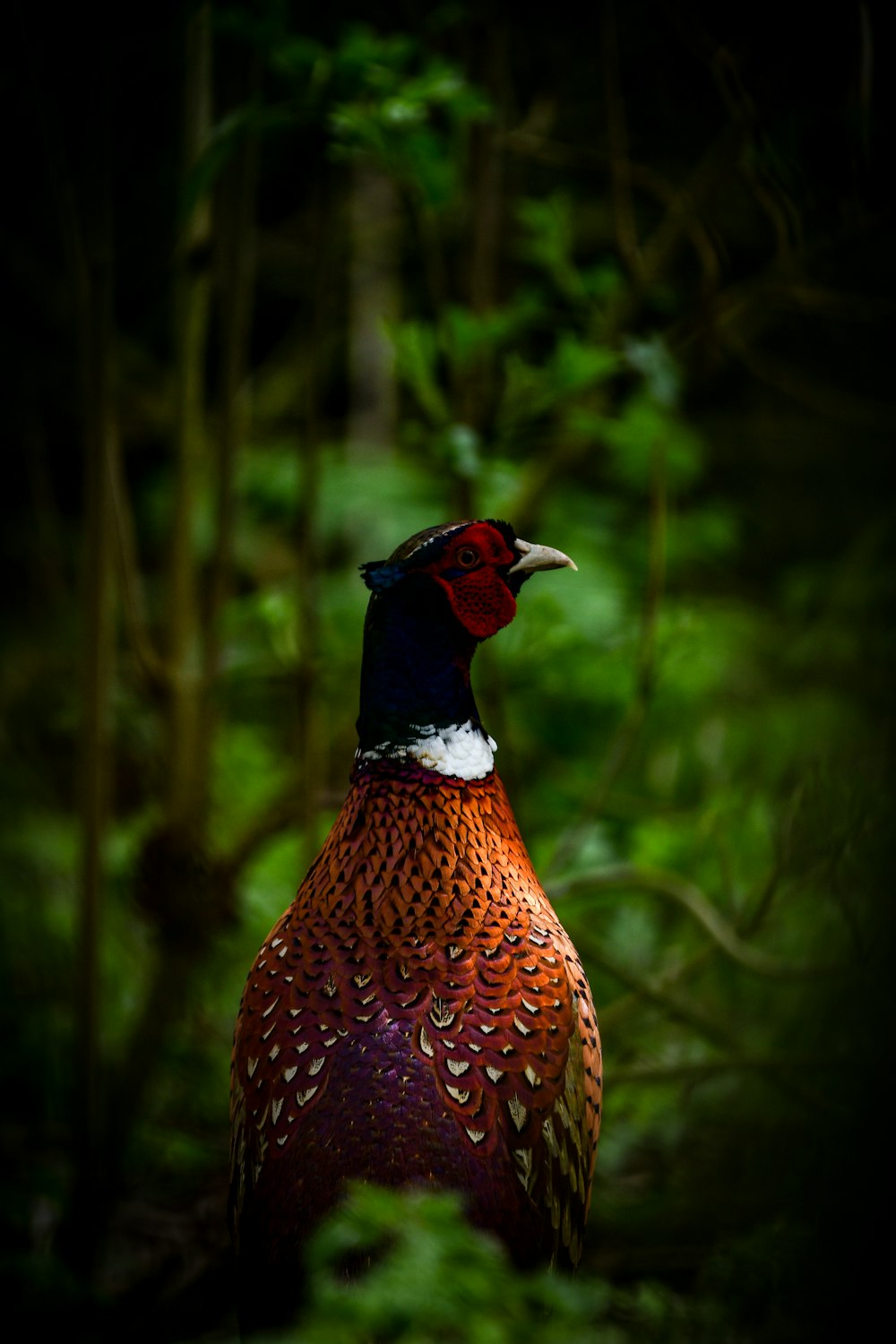 a colorful bird standing in the middle of a forest