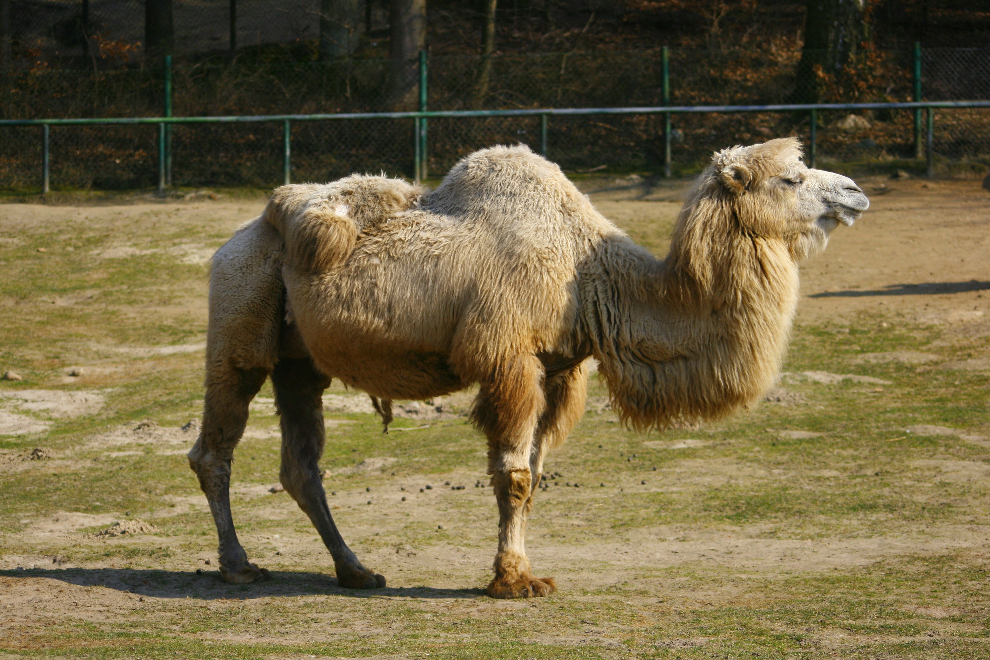 a camel standing in a field with a fence in the background