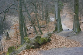 A serene forest scene with a narrow dirt path winding through tall, bare trees. Fallen leaves cover the ground, creating a brown carpet, and a moss-covered log lies beside the path. The atmosphere is quiet and peaceful, with soft, diffused lighting.
