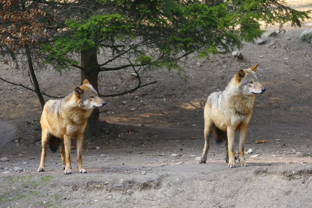 two grey wolfs standing next to each other