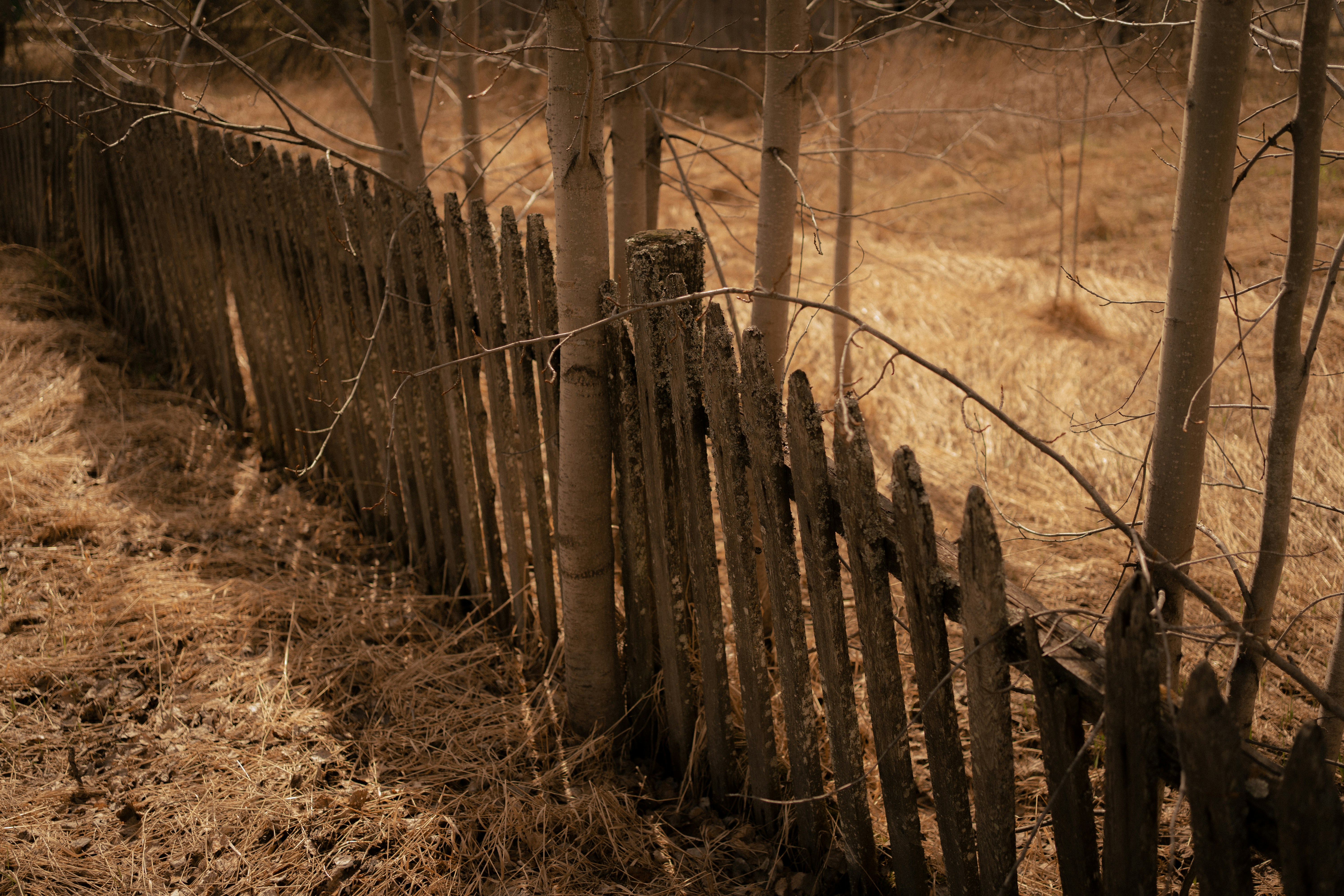 Photo by shklyaevmax