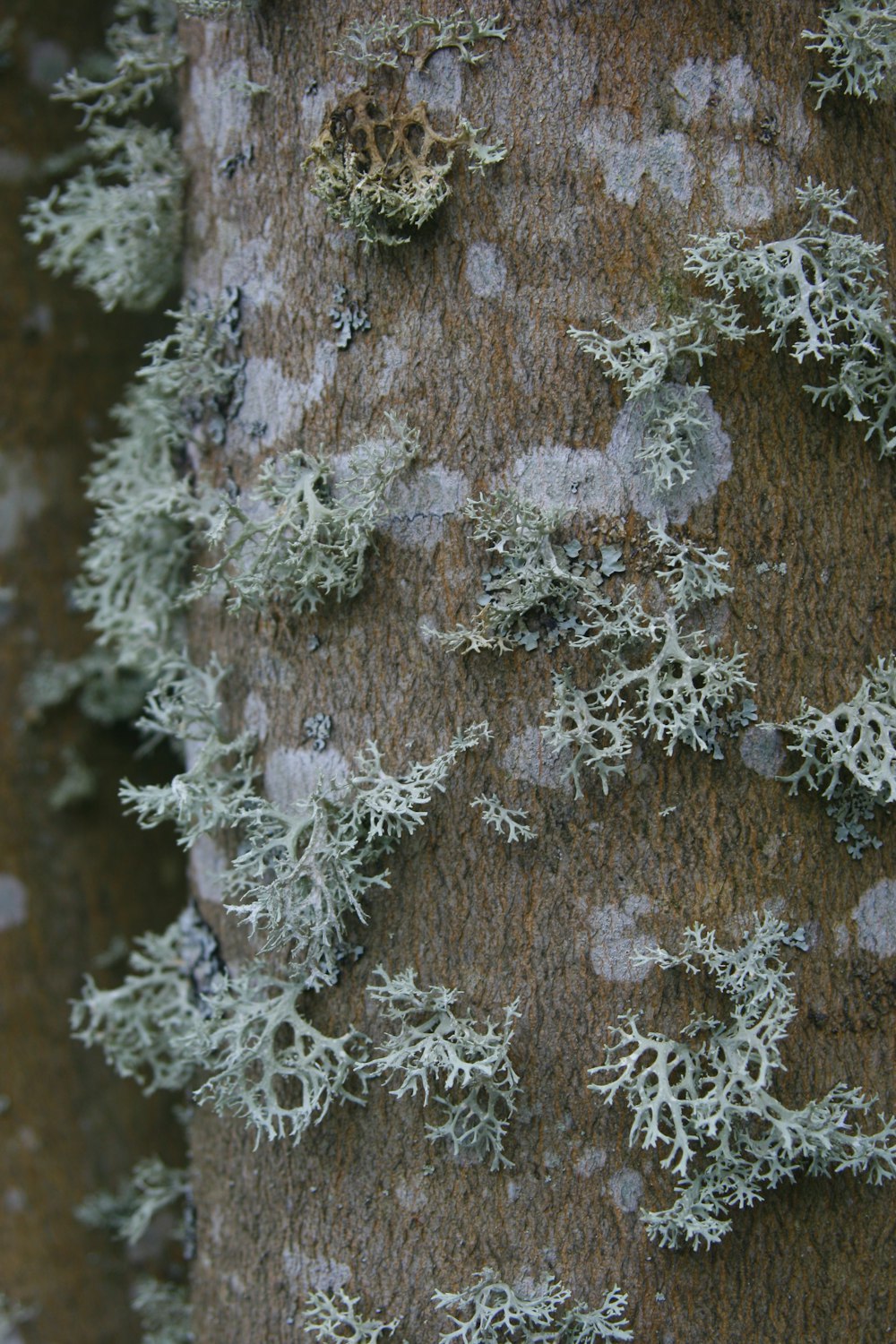 a close up of a tree with moss growing on it