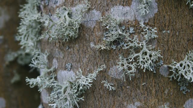 Lichen