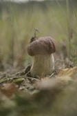 A single mushroom with a broad, brown cap and a thick, white stem is growing amidst grass and fallen leaves. The background is blurred, showcasing an earthy and natural setting.