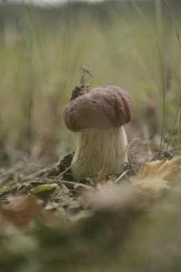 A single mushroom with a broad, brown cap and a thick, white stem is growing amidst grass and fallen leaves. The background is blurred, showcasing an earthy and natural setting.