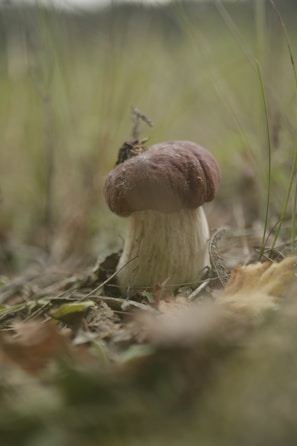 A single mushroom with a broad, brown cap and a thick, white stem is growing amidst grass and fallen leaves. The background is blurred, showcasing an earthy and natural setting.