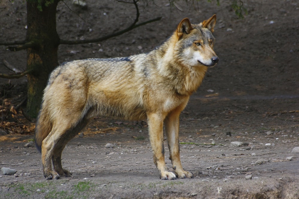 a wolf standing on a dirt road next to a tree