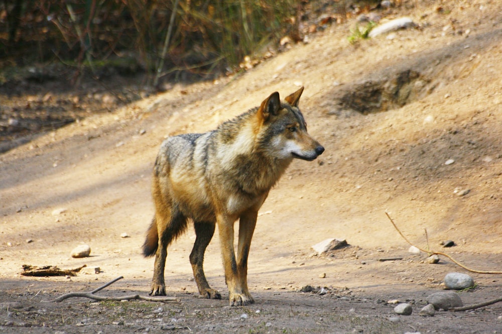 a lone wolf standing on a dirt road