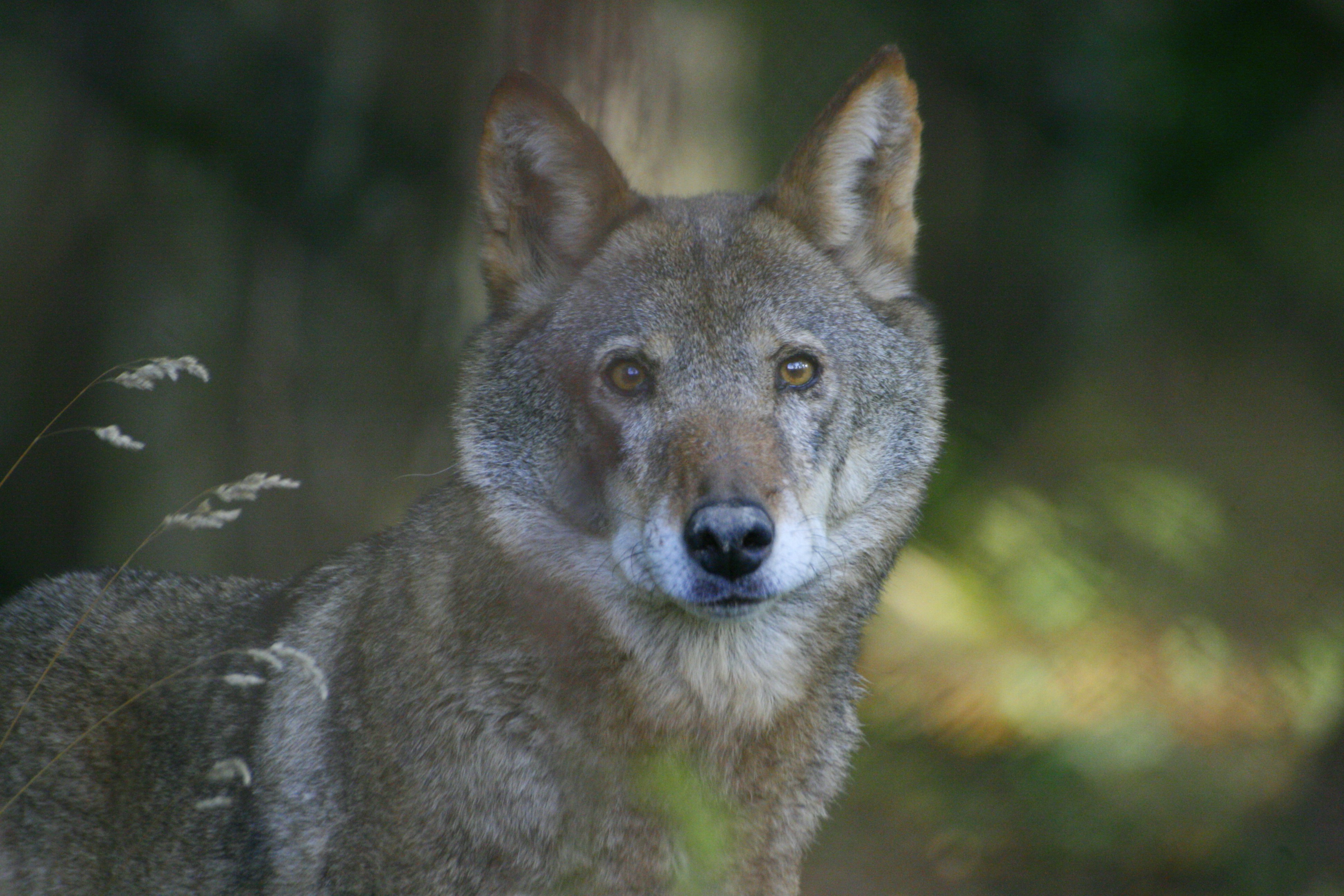 Photo by wildspirit