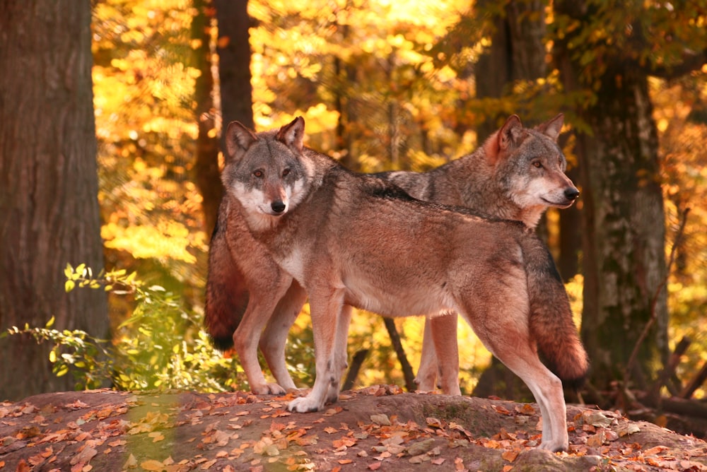 Due lupi in piedi su una roccia in una foresta