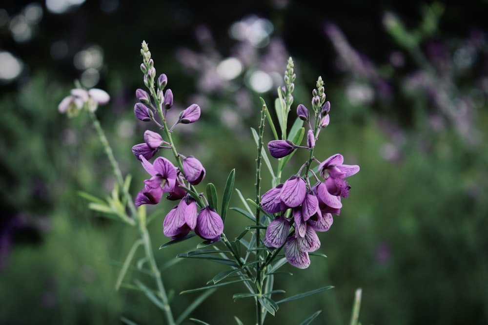 a bunch of purple flowers in a field