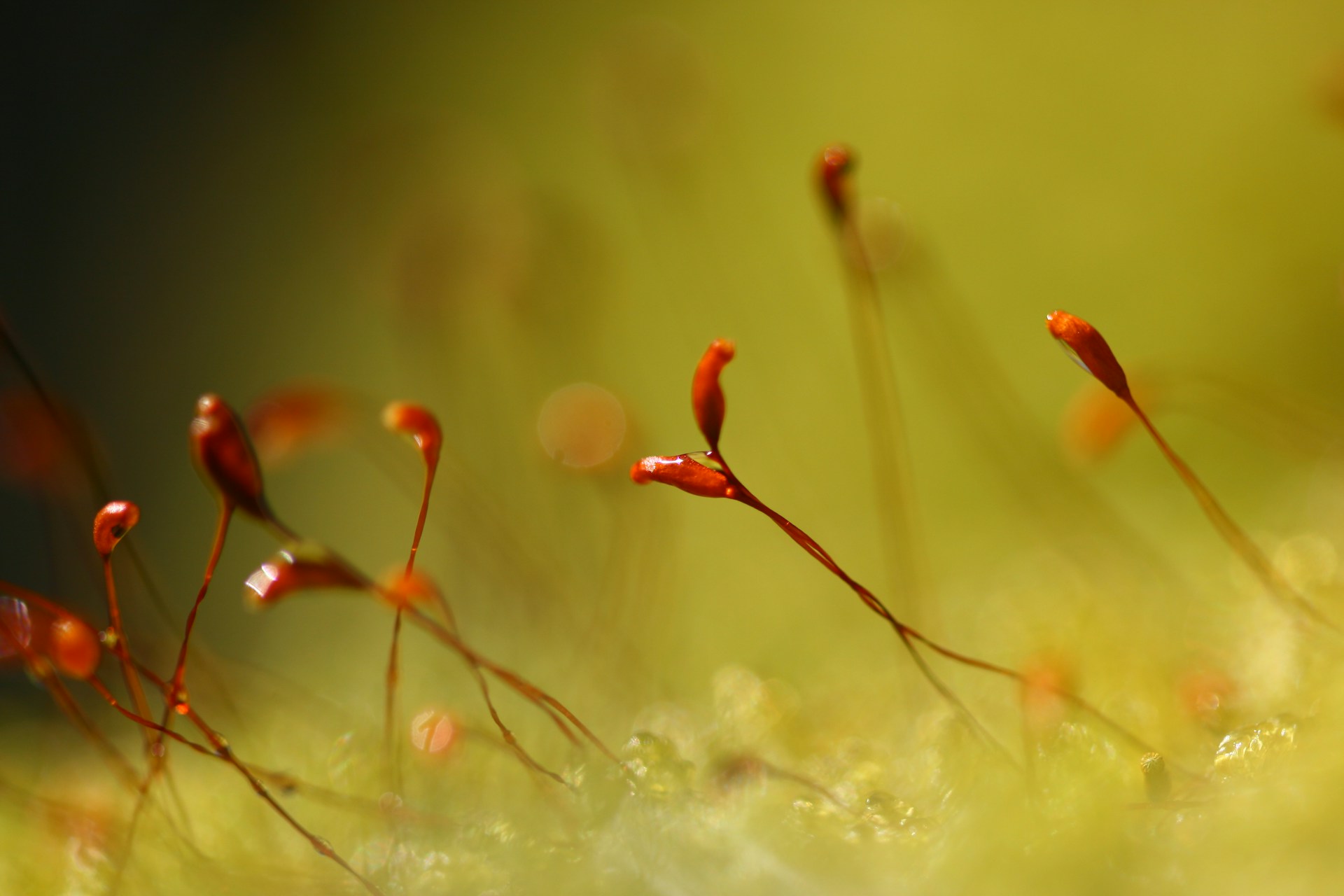 a close up of a plant with red flowers