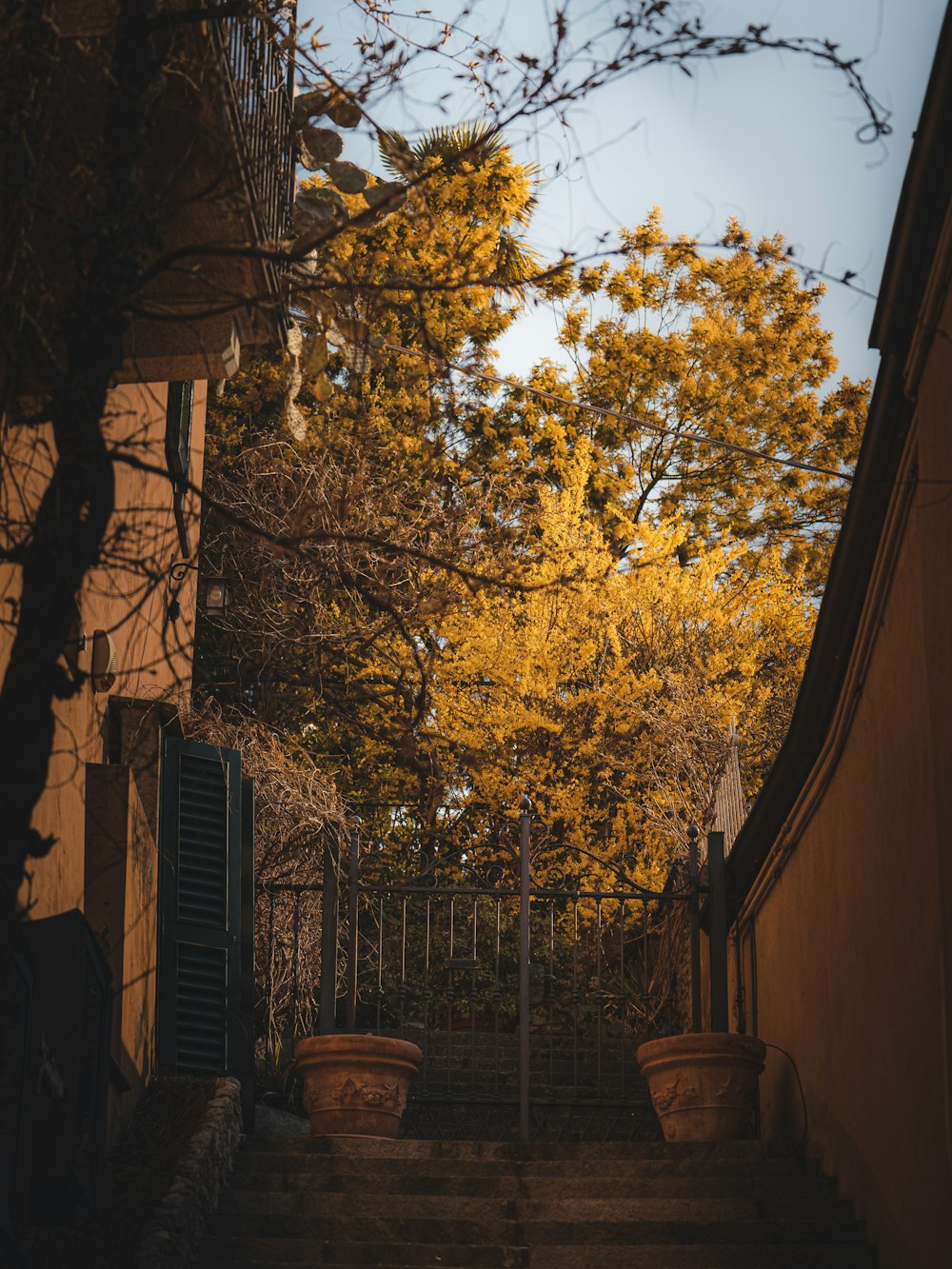 a set of steps leading up to a tree lined street