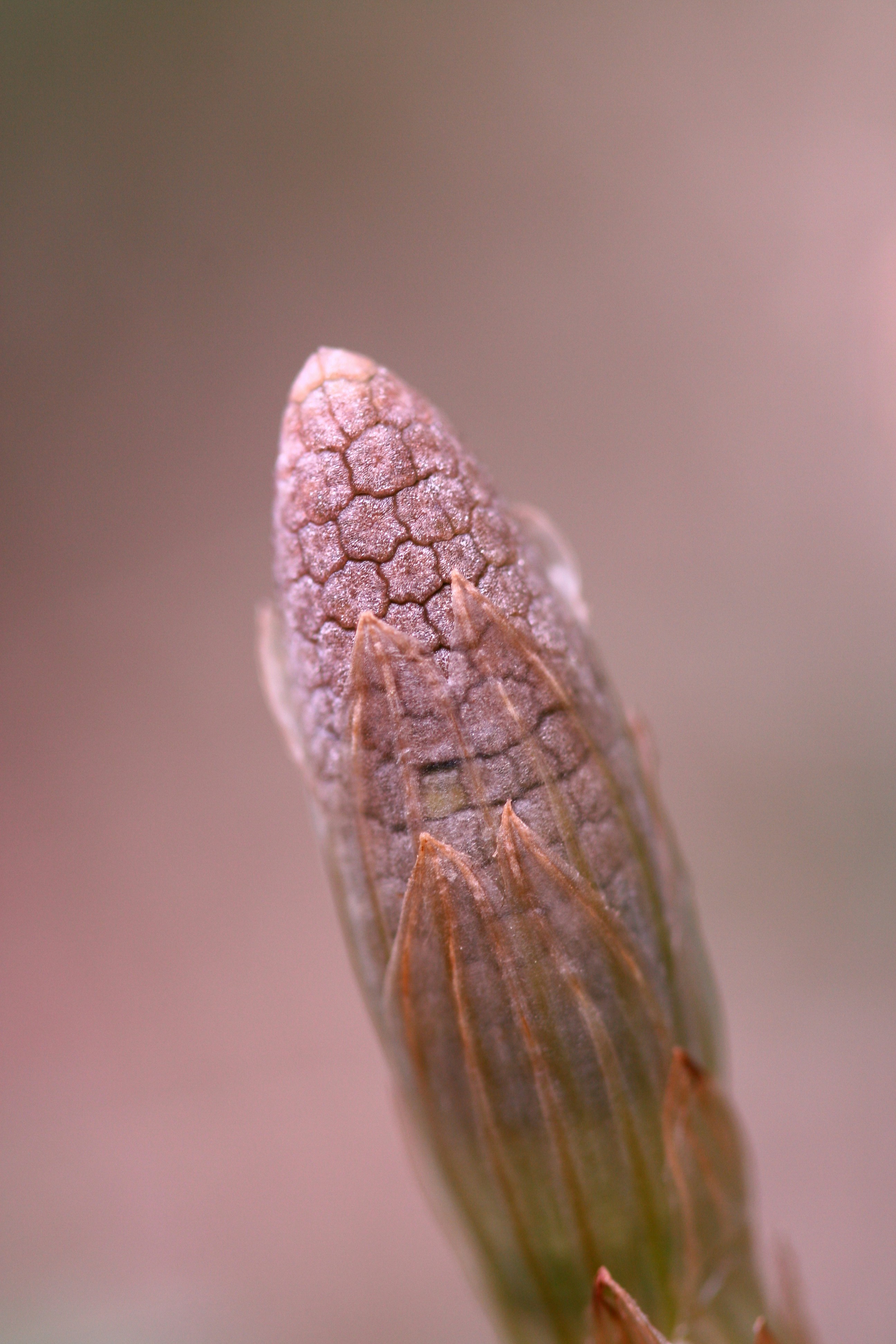 a close up view of a flower bud