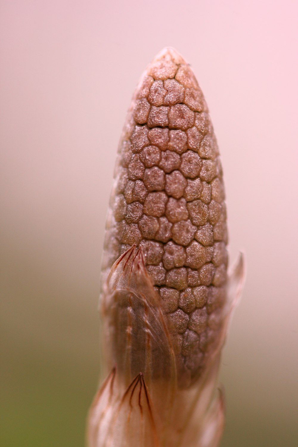 a close up of a flower with a bug on it