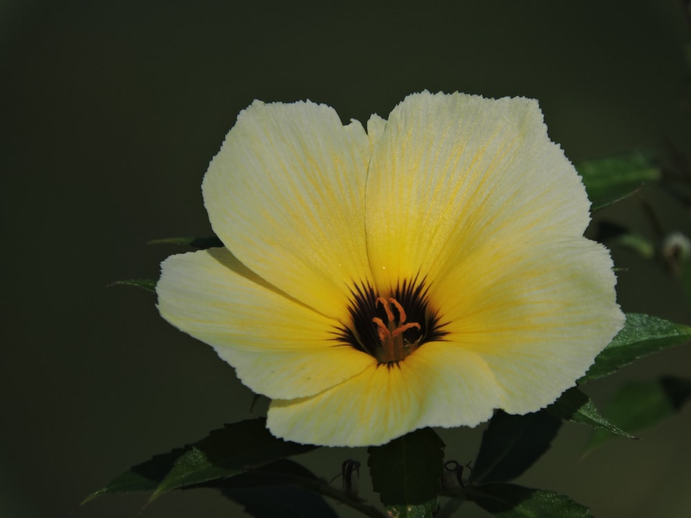 a large yellow flower with a black center
