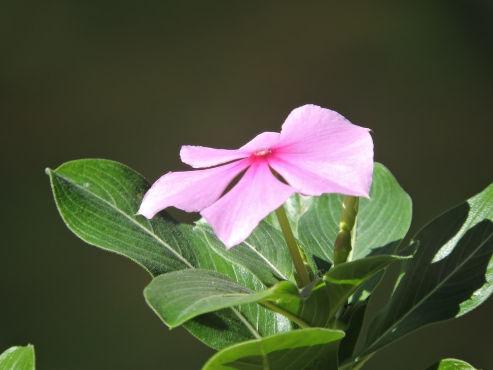 a pink flower with green leaves in the foreground