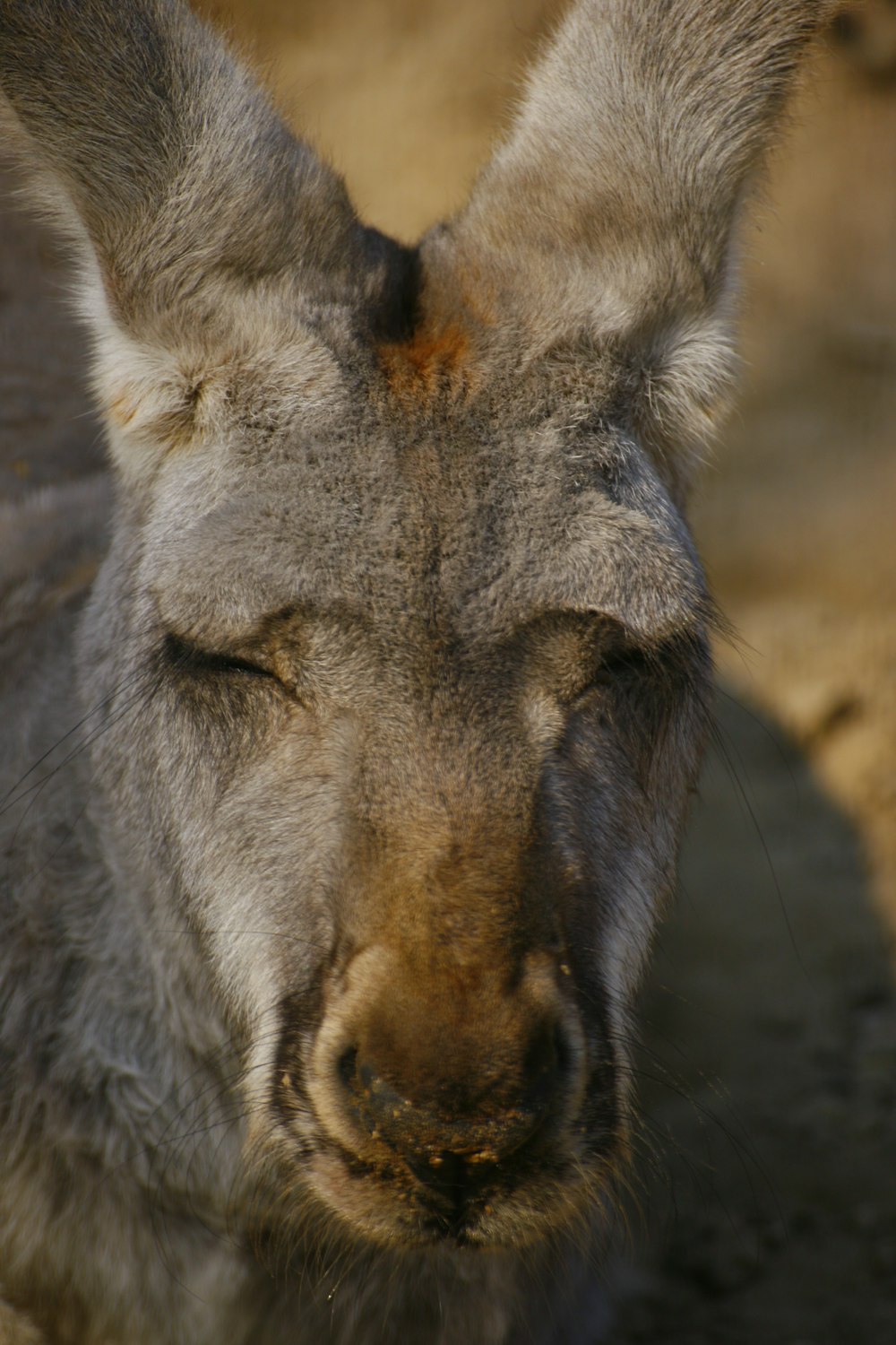 a close up of a kangaroo with its eyes closed