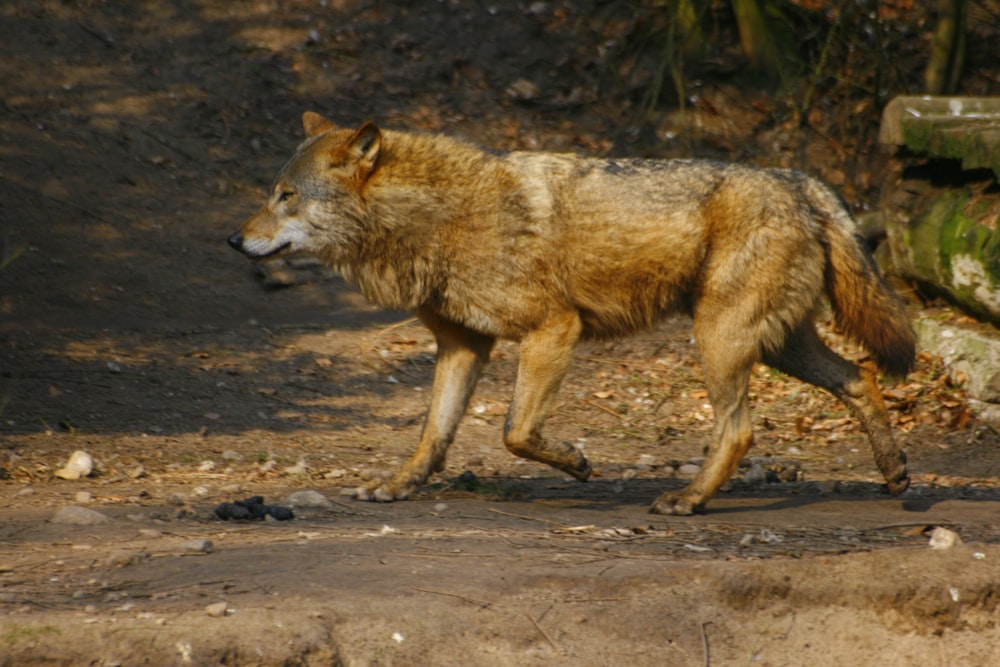 a wolf walking across a dirt field next to a forest