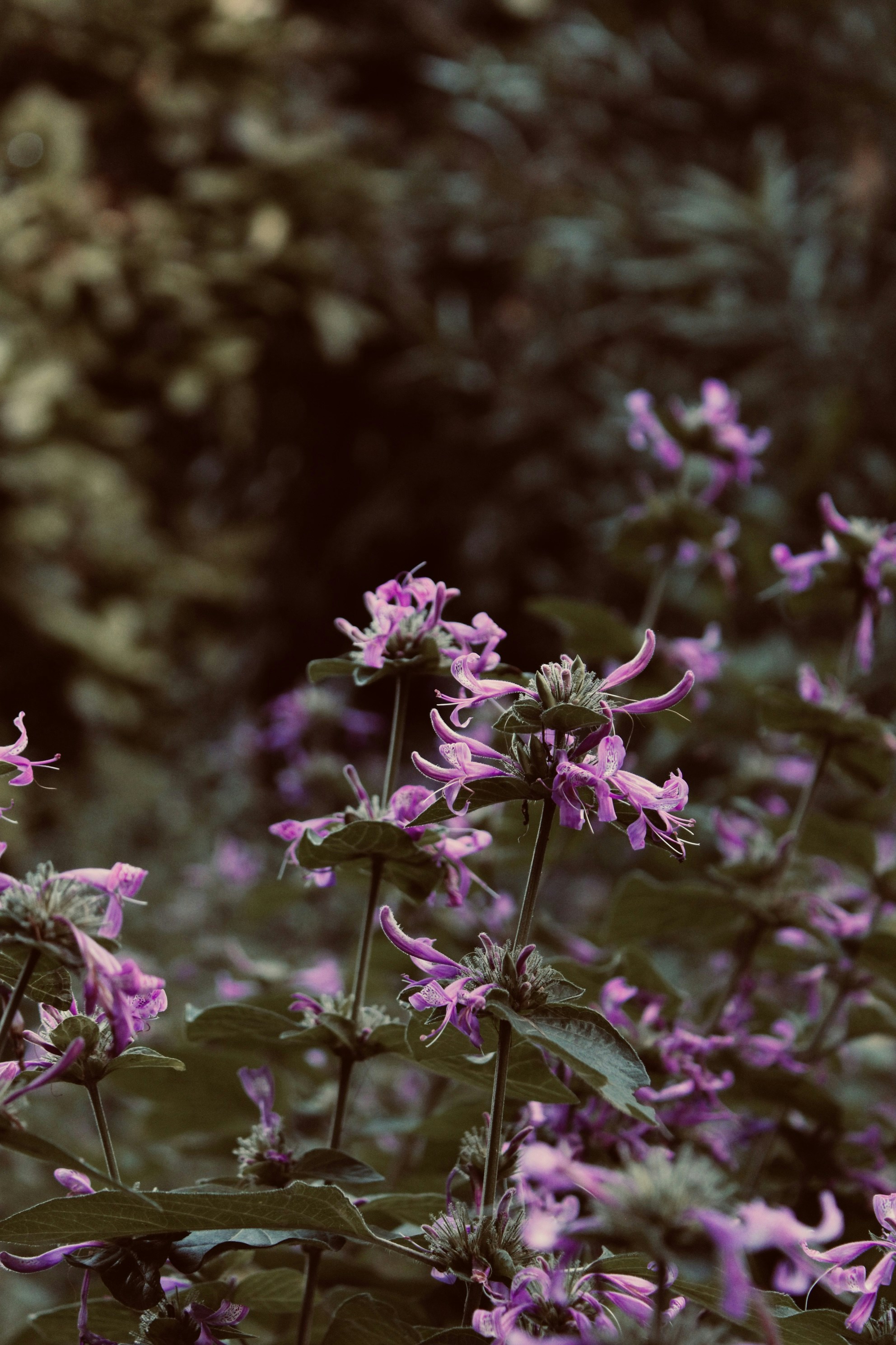 Photo by ajpicpro