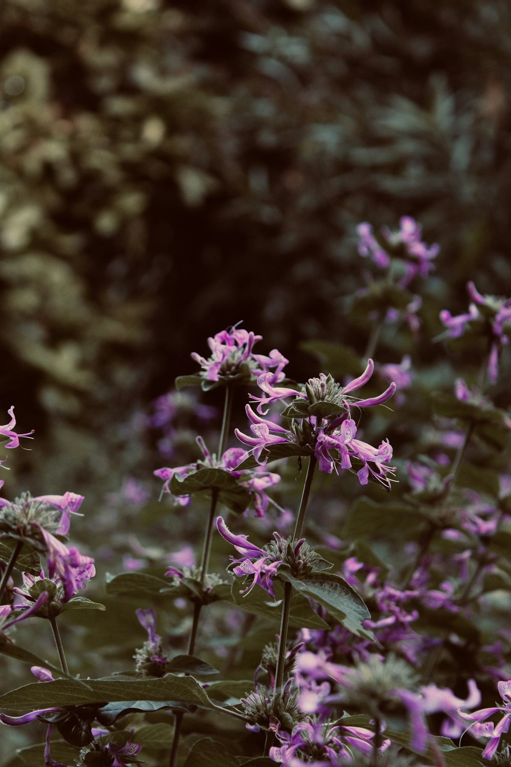 a bunch of purple flowers in a field