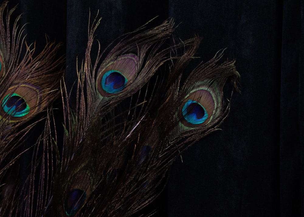 a group of peacock feathers on a black background