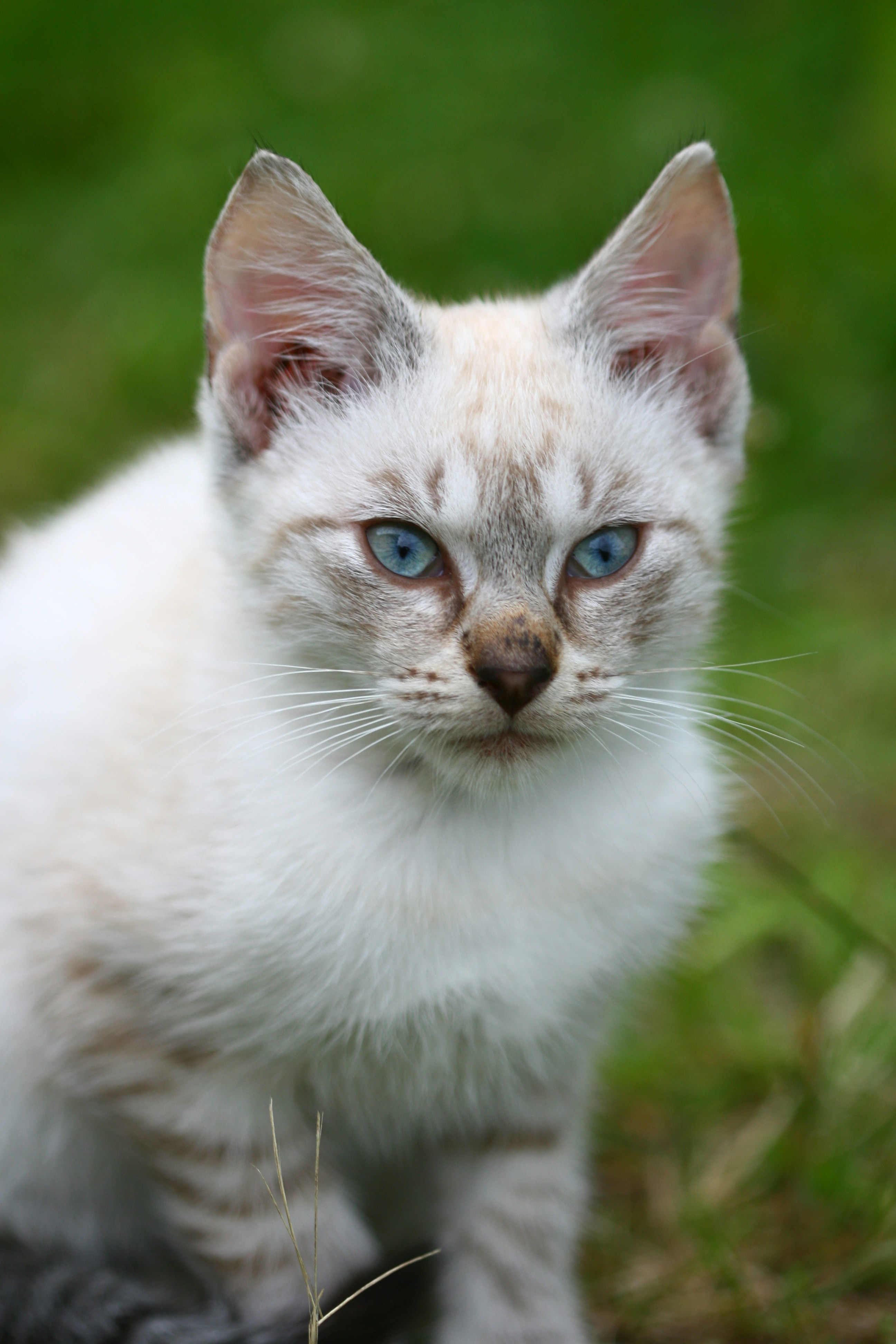 Un gattino bianco con gli occhi azzurri seduto nell'erba foto – Immagine  gratis di Ritratto su Unsplash, image size:3000x4500