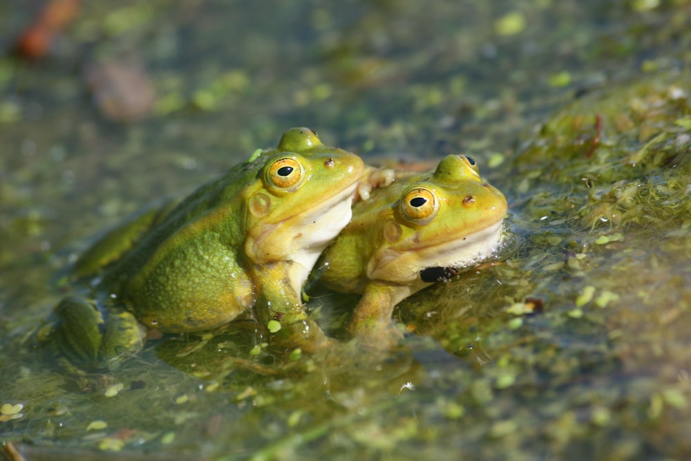 a couple of green frogs sitting on top of a puddle of water