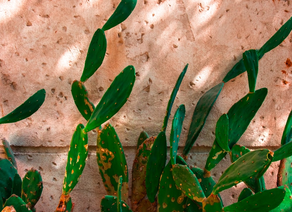 a close up of a plant near a wall