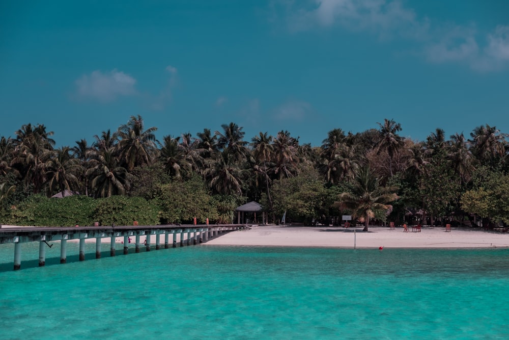 a beach with palm trees and a pier