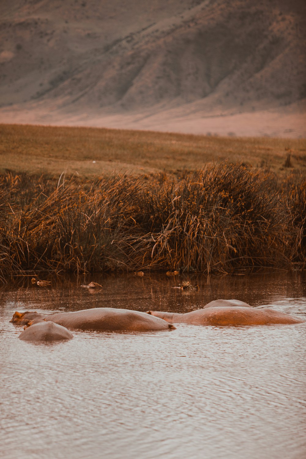 a group of hippopotamus floating in a body of water