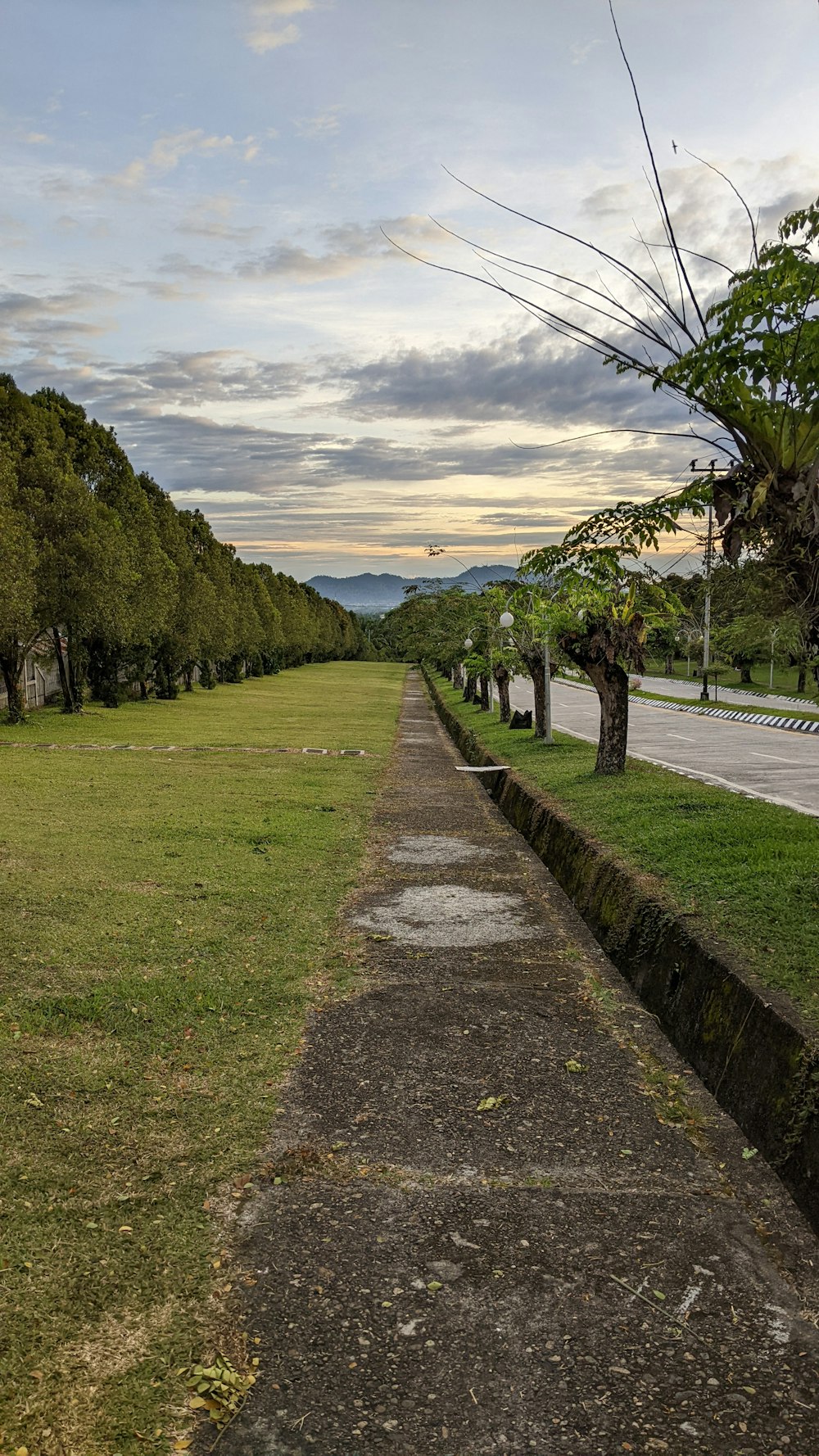 an empty street lined with trees and grass